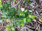 Jonge hibiscus plantjes wit, Tuin en Terras, Ophalen