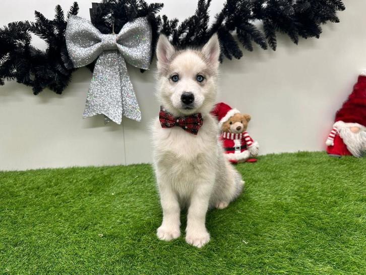 Siberische Husky pups, Dieren en Toebehoren, Honden | Poolhonden, Keeshonden en Oertypen, Meerdere dieren, Poolhond, Fokker | Professioneel