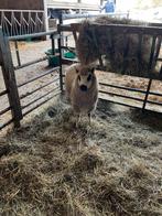 Kerry hill bok 8 maand, Dieren en Toebehoren, Schapen, Geiten en Varkens, Mannelijk