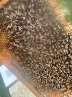Bijen buckfast, Dieren en Toebehoren, Bijen