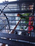 Ficheri, Dieren en Toebehoren, Papegaai