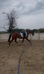 Mooie lieve 3 jarige merrie, Dieren en Toebehoren, Paarden, Merrie, Zadelmak