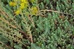 Sedum sediforme, Ophalen, Bodembedekkers, Volle zon, Vaste plant