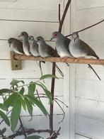 Diamantduif, Mannelijk, Overige soorten