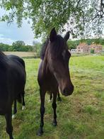 2 jarige BRP merrie (pony) met mooie bloedlijnen, Onbeleerd, Ontwormd, Merrie, D pony (1.37m tot 1.48m)