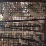 5 witte duiven, Meerdere dieren, Overige soorten
