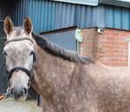 Lieve 5 jarige ruin met veel potentie voor de sport, Animaux & Accessoires, Hongre, Débourré, Vermifugé, Cheval de saut