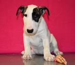 chiot Bull terrier super mignon !, Un chien, Étranger, Parvovirose, 15 semaines à 1 an