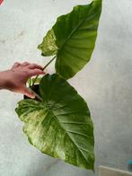 Alocasia Gageana Mint Variegata, Ophalen of Verzenden