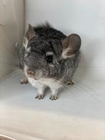 Handtamme chinchilla vrouw, Dieren en Toebehoren, Knaagdieren, Chinchilla, April, Vrouwelijk, Tam