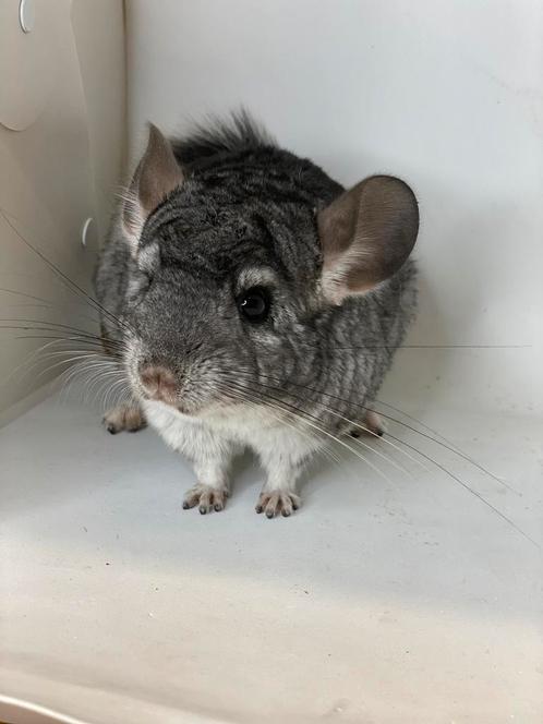 Handtamme chinchilla vrouw, Dieren en Toebehoren, Knaagdieren, Vrouwelijk, Chinchilla, April, Tam