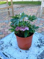 Te koop : paarse Helleborus, Jardin & Terrasse, Plantes | Jardin, Enlèvement