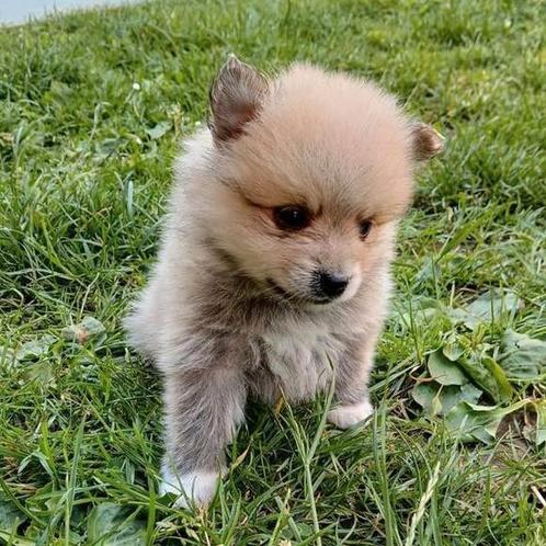 Keeshondjes zoeken een warme thuis, Dieren en Toebehoren, Honden | Poolhonden, Keeshonden en Oertypen, Meerdere dieren, Keeshond