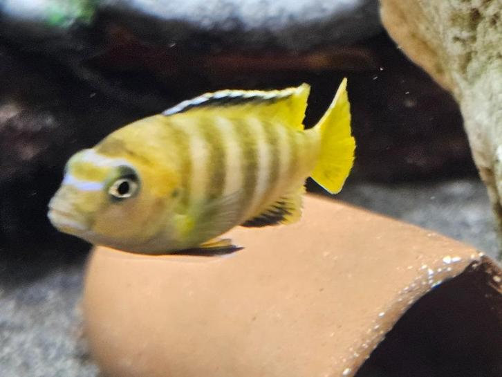 Chidonga saulosi malawi cichliden, Dieren en Toebehoren, Vissen | Aquariumvissen, Zoetwatervis, Vis