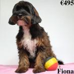 Tibetaanse Terriër X Poedel - pups te koop (Belgisch), CDV (hondenziekte), Meerdere, Meerdere dieren, België