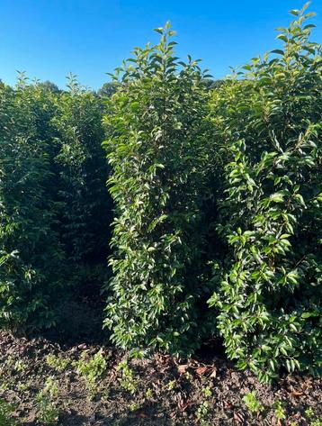 Portugese laurier haagplanten van hoge kwaliteit beschikbaar voor biedingen