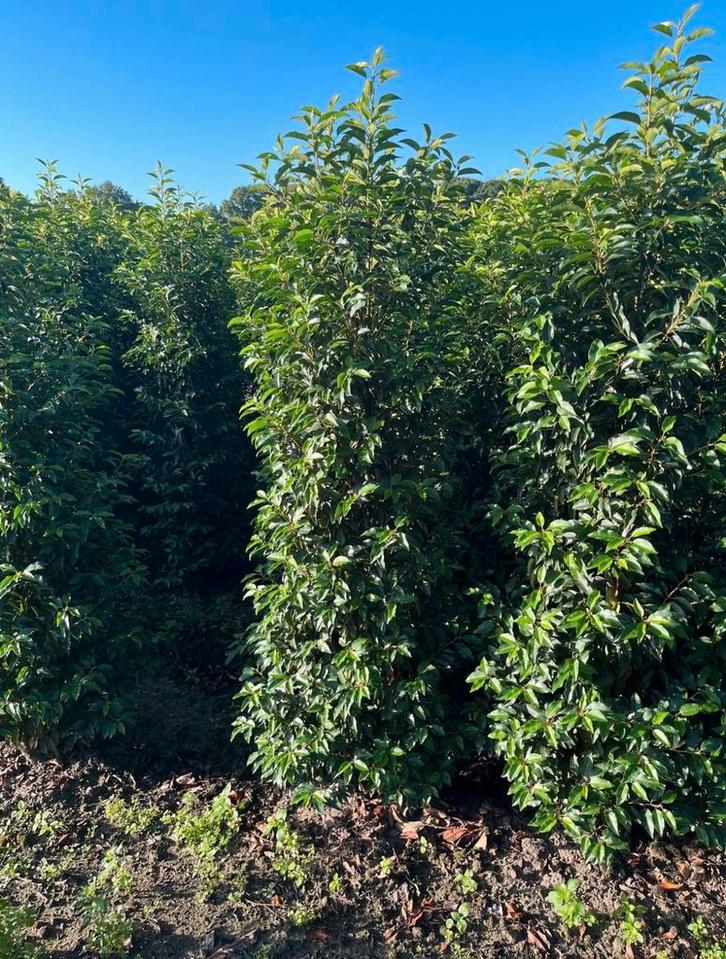 Portugese laurier haagplanten van hoge kwaliteit, Tuin en Terras, Planten | Struiken en Hagen, Struik, Ophalen of Verzenden