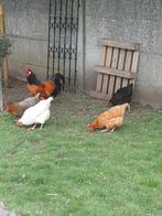 Kippen te koop 4 kip en 1 haan, Dieren en Toebehoren, Kip