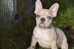 Chiots bouledogue français de toutes les couleurs, 15 semaines à 1 an, Étranger, Hépatite contagieuse (maladie de Rubarth), Plusieurs animaux