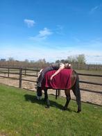 Lief recreatie paardje te koop, Dieren en Toebehoren, Paarden, Merrie