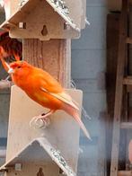 Canaris à vendre, Mannelijk, Zangkanarie