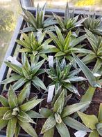 Agaves te koop, Ophalen of Verzenden