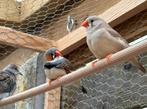 2 jonge Zebravinken, Dieren en Toebehoren, Vogels | Overige Vogels