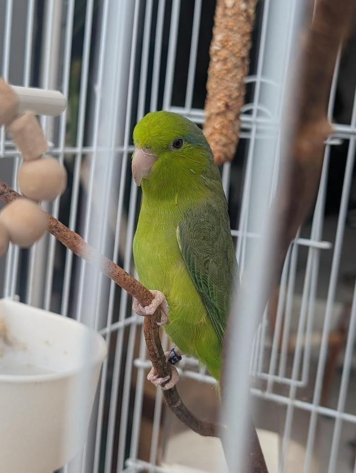 Forpus Coelestis (muspapegaai), Dieren en Toebehoren, Vogels | Parkieten en Papegaaien, Parkiet, Vrouwelijk, Geringd