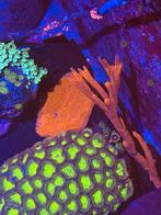 Pakketje van 3 Beginners sps steenkoraal, Dieren en Toebehoren, Overige typen, Zoutwatervis