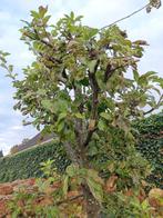 Appelboom, Tuin en Terras, Ophalen, 100 tot 250 cm, Appelboom, Lente