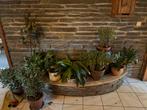 Plante de maison 5€ pièce, Maison & Meubles, Plantes d'intérieur