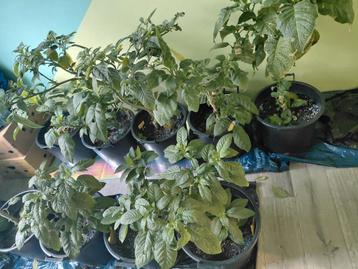 Brugmansias verschillende soorten beschikbaar voor biedingen