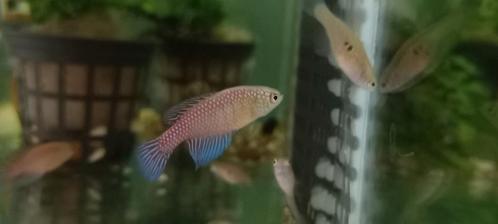 Zomerkorting Killivissen!, Dieren en Toebehoren, Vissen | Aquariumvissen, Zoetwatervis, Vis, Schoolvis