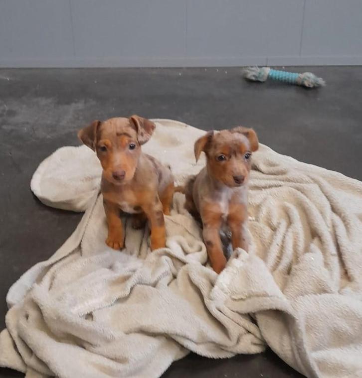 jack russell pups, Dieren en Toebehoren, Honden | Jack Russells en Terriërs, Meerdere dieren, Jack Russell Terriër, Fokker | Professioneel