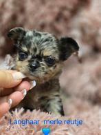Prachtige langharige  en kortharige  chihuahua pups, Dieren en Toebehoren, Honden | Chihuahua's en Gezelschapshonden, België, Fokker | Hobbymatig