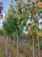 Lindebomen (Tillia pallida) koningslinde, Tuin en Terras, Planten | Bomen, Zomer, Volle zon, 250 tot 400 cm, Leiboom