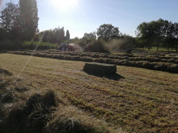 Hooi van 2025, Dieren en Toebehoren, Pony's