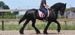 Goudeerlijke, lieve Friese ruin, Dieren en Toebehoren, Paarden, Gechipt, Ruin, L, 160 tot 165 cm