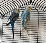 Couple perruche ondulée, Animaux & Accessoires, Perruche