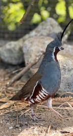 Colin montagne recherche une femelle, Enlèvement ou Envoi