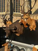 Top curiosa taxidermie opgezette jacht trofeeën, Ophalen of Verzenden