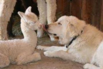 BESCHERM UW DIEREN OP NATUURLIJKE WIJZE beschikbaar voor biedingen