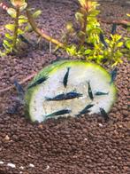 Blauwe garnalen (blue sapphire), Dieren en Toebehoren