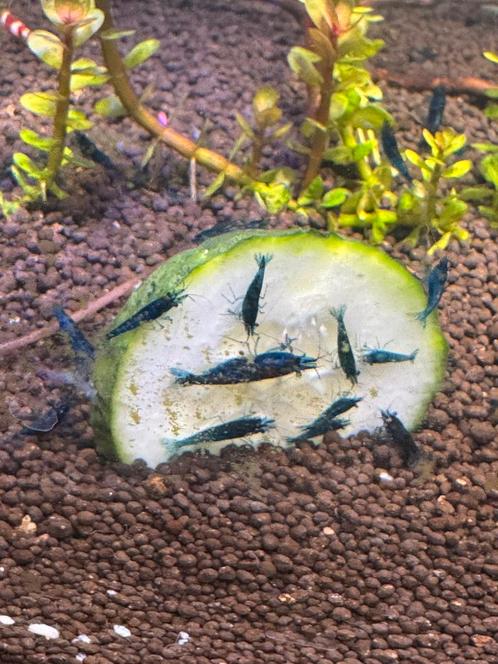 Blauwe garnalen (blue sapphire), Dieren en Toebehoren, Vissen | Aquariumvissen