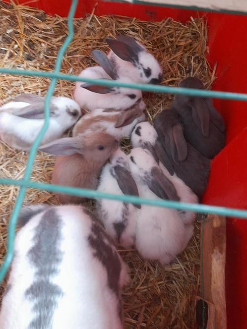 Nest van 10 vleeskonijnen, Dieren en Toebehoren, Konijnen, Groot, Meerdere dieren, 0 tot 2 jaar