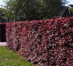 Rode beuk haagplanten, Tuin en Terras, Ophalen of Verzenden, Haag