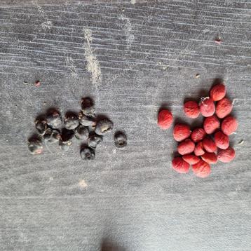 Magnolia zaad beschikbaar voor biedingen