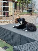 Prachtige border collie, Dieren en Toebehoren, België, Fokker | Hobbymatig, 8 tot 15 weken, CDV (hondenziekte)