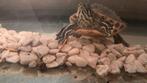 Waterschildpad 2 jaar oud, Dieren en Toebehoren, Reptielen en Amfibieën