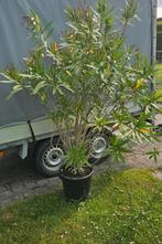 Oleander, Ophalen